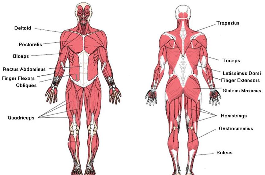 muscular-system-definition-structure-functions-facts-diagram