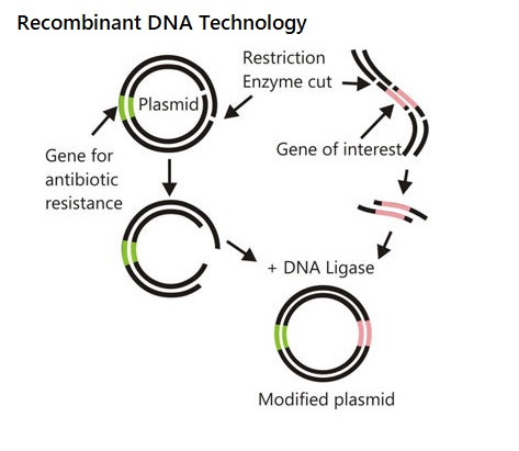 Recombinant Dna Technology History Inventors Features Applications