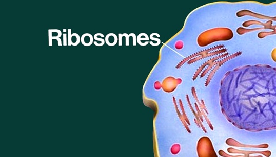 Life Science Ribosome History Discovery Mrna Role