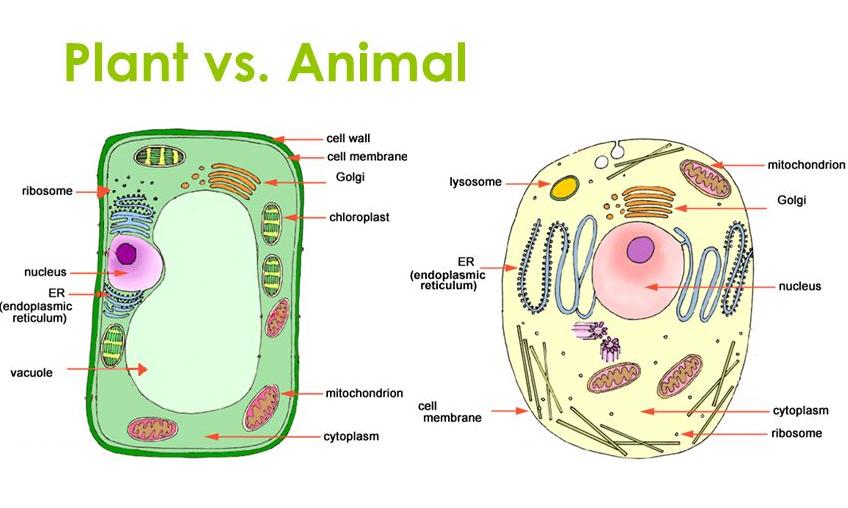Cell: Cell Organelles, Plant Cell Vs Animal Cell, differences and  similarities