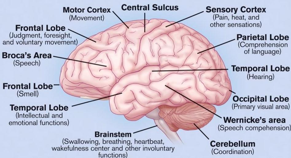 parts of the brain and their functions