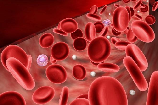 Circulatory System: Blood Circulation in various organisms