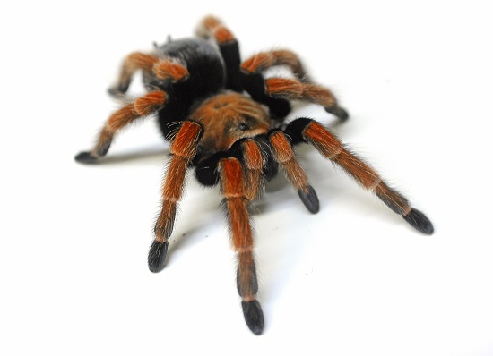 International Barcode of Life Initiative hints Tarantula spider in West ...