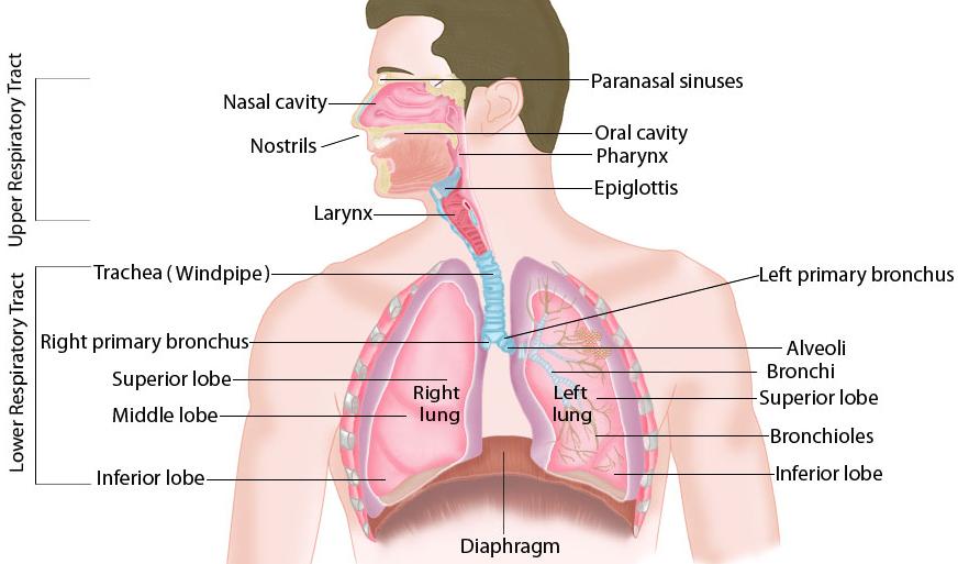 what portions of the respiratory system are referred to as anatomical dead space?