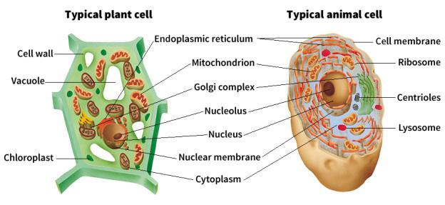 Cytology: Cell Organelles, Introduction, Plant Cell vs Animal Cell, Details