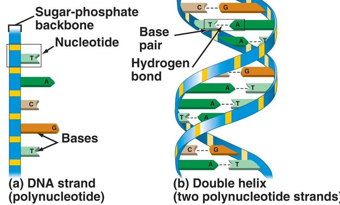 Deoxyribonucliec Acid(DNA): Introduction, Discovery, Chemical Structure ...