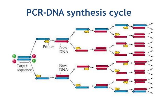 Dna Synthesis Polymerase Chain Reaction Pcr Definition Procedure Steps Purpose 