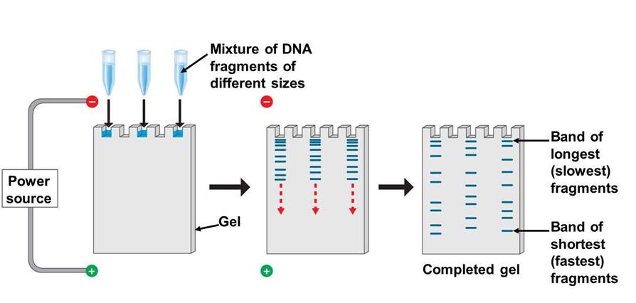 Gel Electrophoresis Technique Definition Process Steps Purpose Facts 