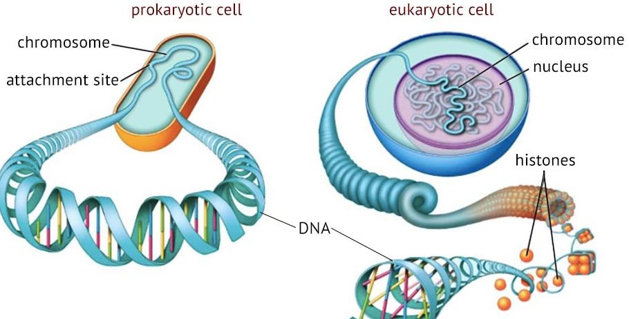 DNA Synthesis: Polymerase chain reaction (PCR), Definition, Procedure ...