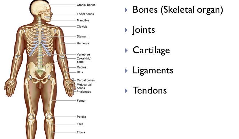 skeletal system organs