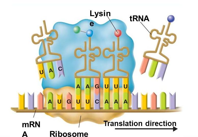 Rna Translation Protein Synthesis Definition Procedure