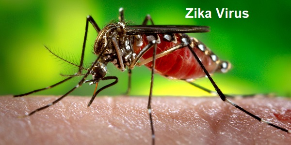 Zika Virus Warning India Rebuts Cdc Zika Alert For Indian Travel 9413
