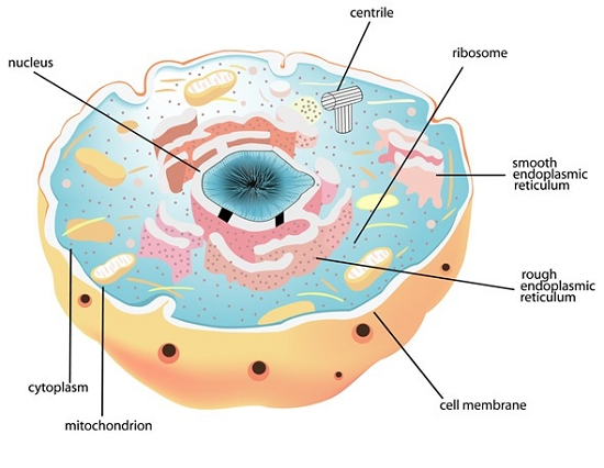 Biology: Plant cell and Animal cell, Structure of cell and their function