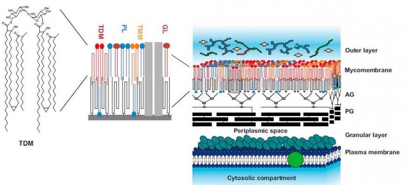 Biology: Cell Envelope in Bacteria, Components, Layers, Modifications