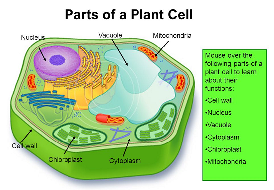 Biology: Vacuole's Definition; Function and Structure