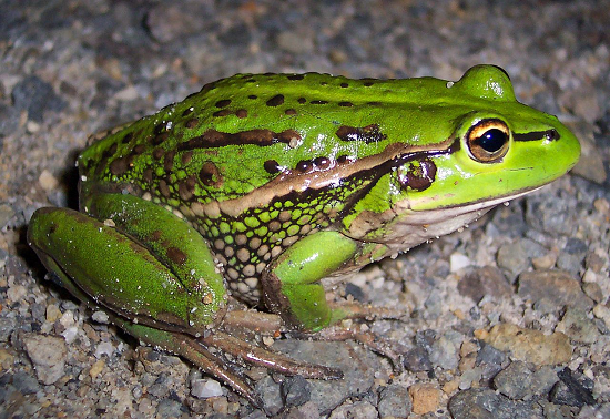 Biology: Frog belong to class Amphibia of phylum Chordata