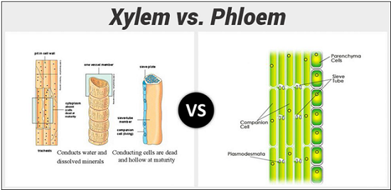 different cells of xylem and phloem